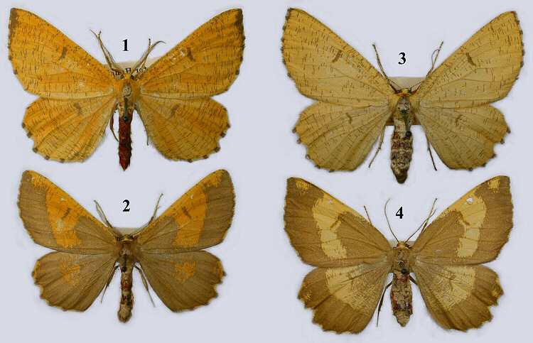 Geometridae image